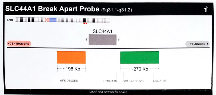 SLC44A1 break apart probe